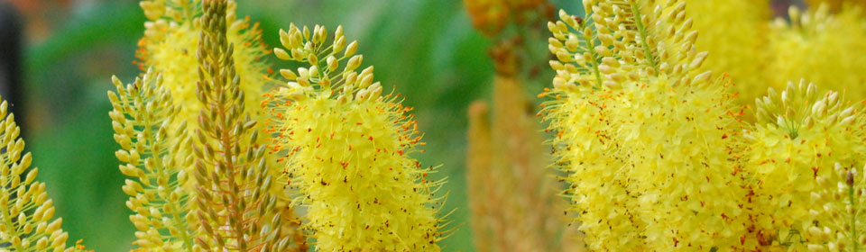 高速版快捷的云呼网页版